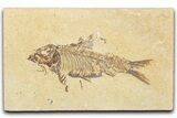 Detailed Fossil Fish (Knightia) - Wyoming #345387-1